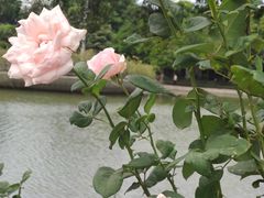 -东莞植物园