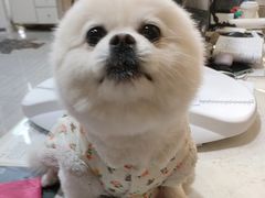 -纳吉亚猫专科动物医院(康都外科中心)