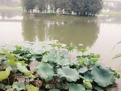 -秀丽东方