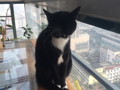-萌喵宠狗爱心宠咖