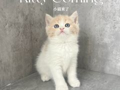 -小猫来了·猫舍(红山六九七九店)