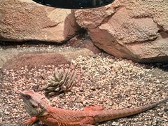 -帕帕拉兹宠物(亚洲旗舰店)