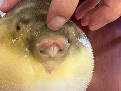 -长顺河豚馆(江洲东路)