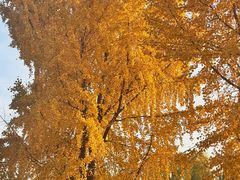 -月下料理(楷林IFC店)