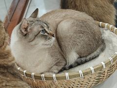 -共舞时光猫咖·狗咖(新街口店)