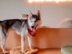 -Husky Go! 哈士奇体验馆·宠物咖啡厅狗咖