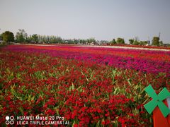 -荷兰花海