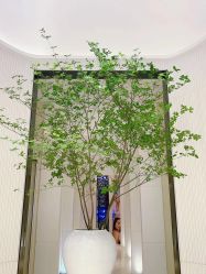 -奥斯芬欧系贵族SPA