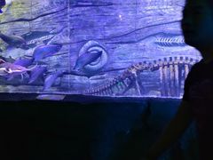 -芜湖新华联大白鲸海洋公园