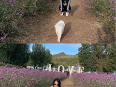 -紫海香堤香草艺术庄园