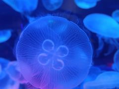 -太平洋海底世界