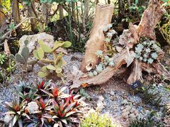 -中国科学院西双版纳热带植物园