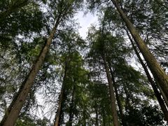 -上海共青森林公园