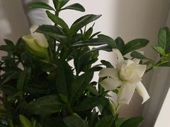 -中环花鸟鱼虫市场