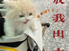 -欣宠猫屋·矮脚拿破仑·蓝金金渐层