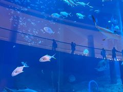-迪拜水族馆及水下动物园