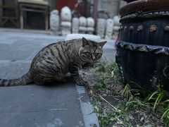 -万松老人塔