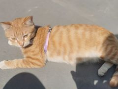 -宠物星动物医院·眼科·异宠·猫科(江南大道总院)