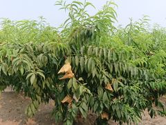 -樂桃源奉贤黄桃种植采摘基地