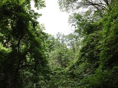 -大岭沟猕猴桃谷风景区
