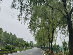 -洨河生态公园