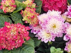 -越秀西湖花市(广州城市广场花卉店)