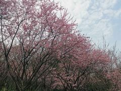 -龙头寺公园