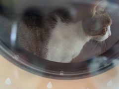 -艾吉宠物医院·疑难杂症转诊中心·猫友好(碧江路院)