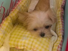 -帕帕拉兹宠物(亚洲旗舰店)