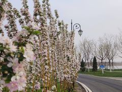 -天津东丽湖风景区