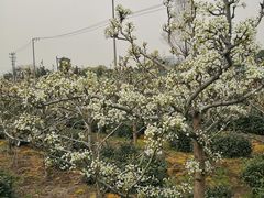 -树山生态村