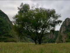 -楠溪江石桅岩