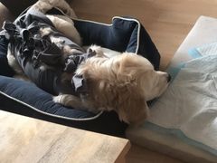 -北京赛佳动物医院