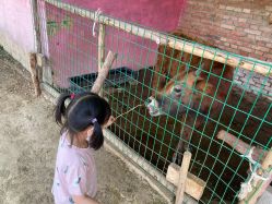 -上美四季动物农场