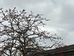 -王借岗森林公园