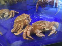 -蟹道乐(道顿堀本店)