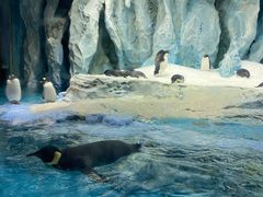 -帝企鹅自助餐厅•儿童岛•真企鹅(长隆企鹅酒店)