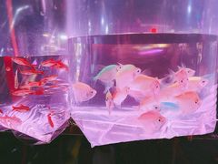 -中环花鸟鱼虫市场