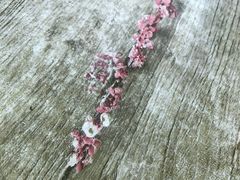 -沉香牛肉面