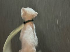 -老袁羊板筋(农光路店)