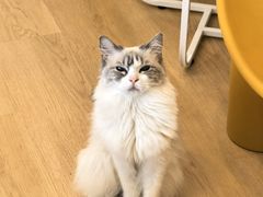 -有喵·猫咖·狗咖·30几只猫10只小狗(岗厦店)