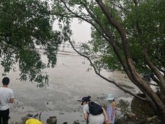 -宝安西湾红树林湿地公园