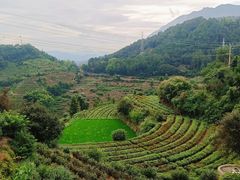-杨家堂村