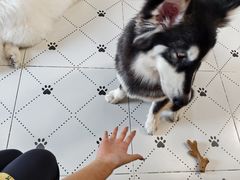 -毛绒耶耶撸宠馆·猫咖·狗咖·荷兰猪咖