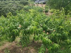-桃源山庄·水蜜桃采摘·柴火鸡·烧烤团建(龙泉山店)