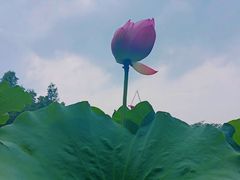 -陈家山荷花公园