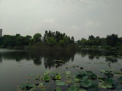 -新江湾城公园