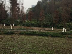 -重庆彩云湖湿地公园