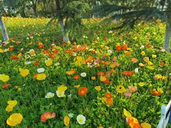 -铁山坪森林公园