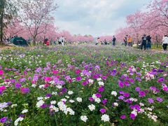 -天适樱花悠乐园
